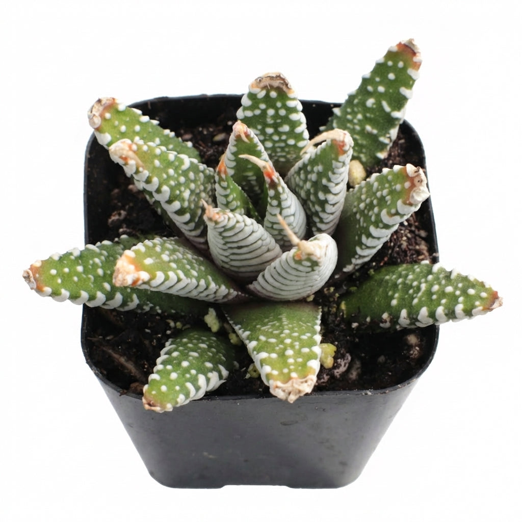 Haworthia attenuata Super White , green succulents, indoor succulents, succulent care guide, buy succulents online
