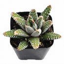 Haworthia attenuata Super White , green succulents, indoor succulents, succulent care guide, buy succulents online
