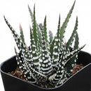 Haworthia attenuata Super White , green succulents, indoor succulents, succulent care guide, buy succulents online