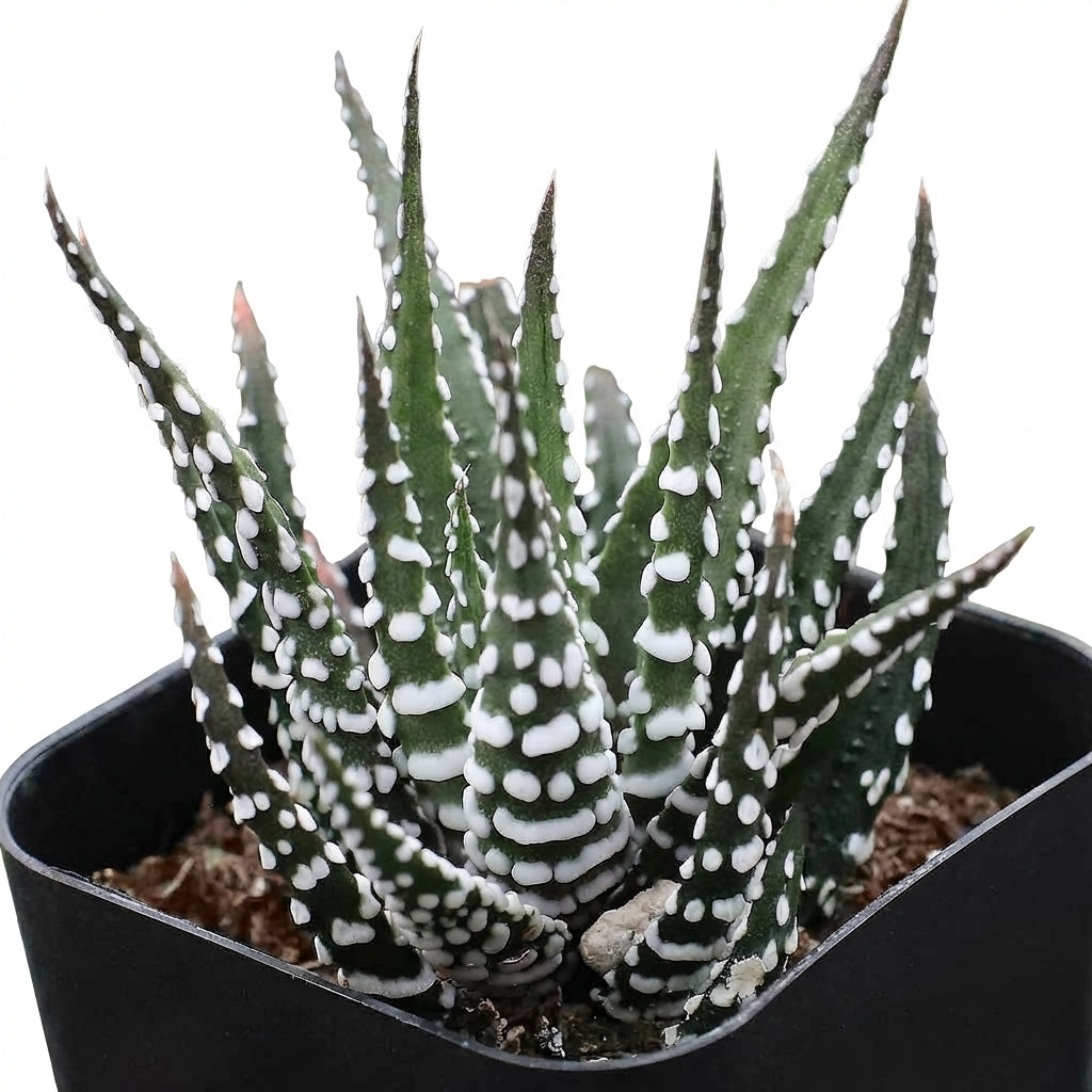 Haworthia attenuata Super White , green succulents, indoor succulents, succulent care guide, buy succulents online