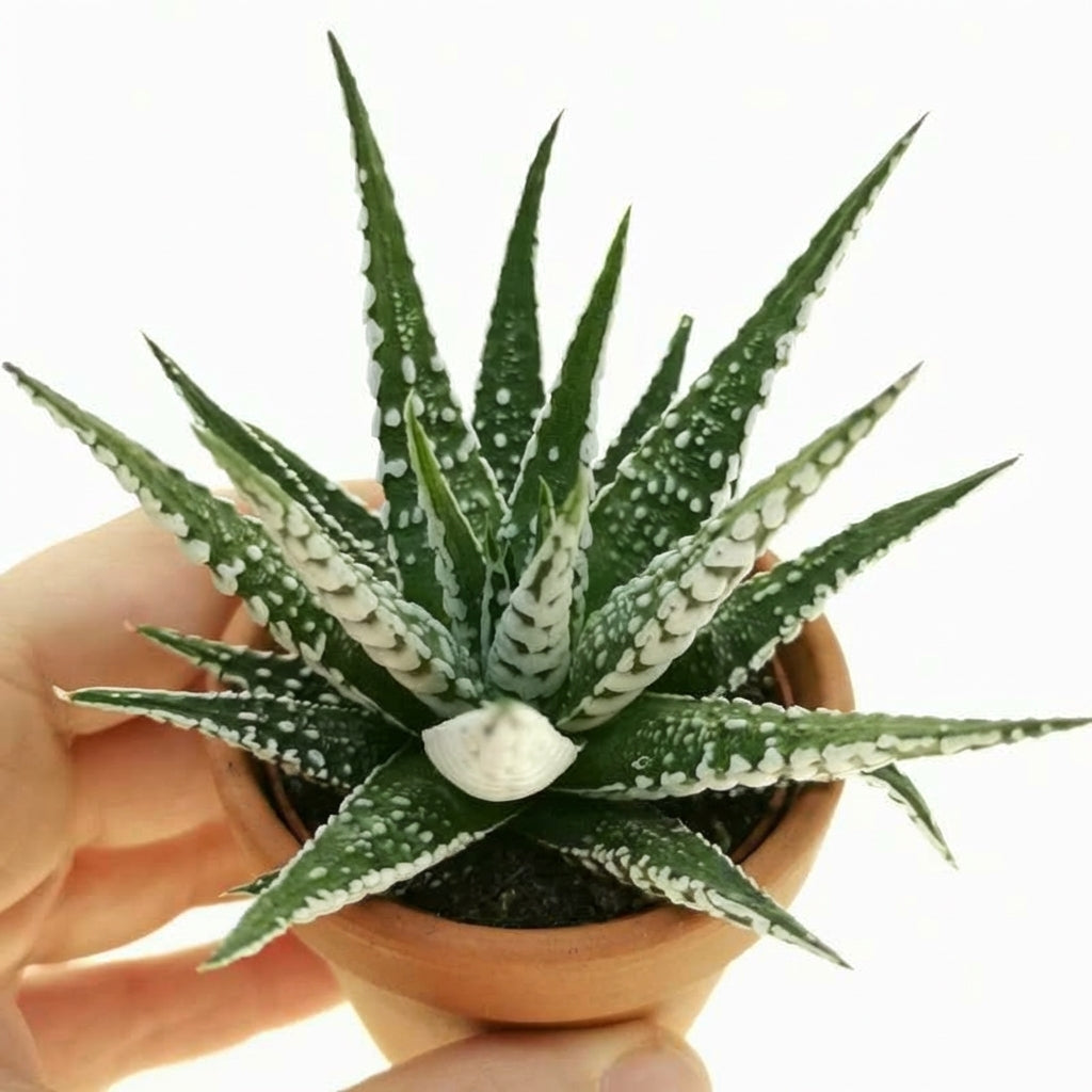 Haworthia attenuata Super White , green succulents, indoor succulents, succulent care guide, buy succulents online