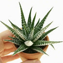 Haworthia attenuata Super White , green succulents, indoor succulents, succulent care guide, buy succulents online