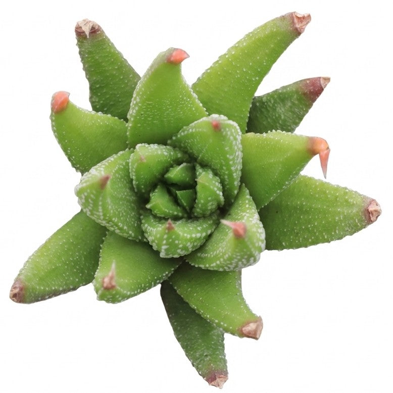 Haworthia attenuata var. glabrata , green succulents, indoor succulents, succulent care guide, buy succulents online