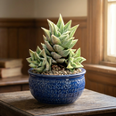 Custom plant pot with personalized image, personalized flower pot with live plant, custom photo plant pot, personalized planter with plant of your choice, custom printed ceramic planter, personalized succulent pot, custom image flower pot gift, custom photo planter for houseplants