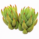 2 inch Haworthia coarctata var. tenuis, green succulents, indoor succulents, succulent care guide, buy succulents online