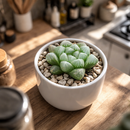 Succulents shop near me, indoor succulents, succulents garden, cactus, succulent subscription, Haworthia cooperi var. obtusa in California, How to grow Haworthia cooperi var. obtusa . indoor succulents