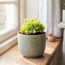 8-pack of 2" live plants for sale. Pick eight favorite plants and enjoy a variety of compact plants in 2" pots. Great for plant collections, gifting, decorating small spaces, and indoor gardening.