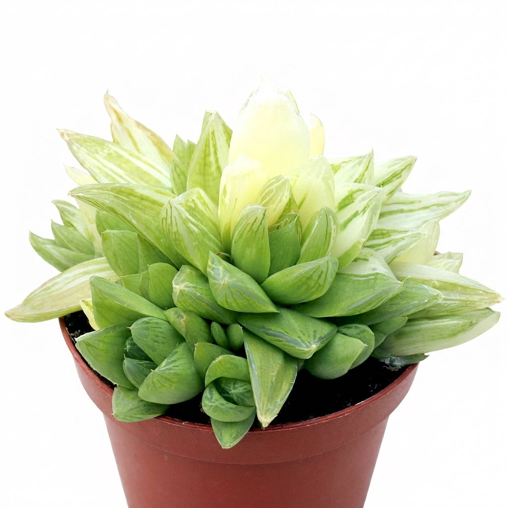 Haworthia cymbiformis f. variegata', green succulents, indoor succulents, succulent care guide, buy succulents online
