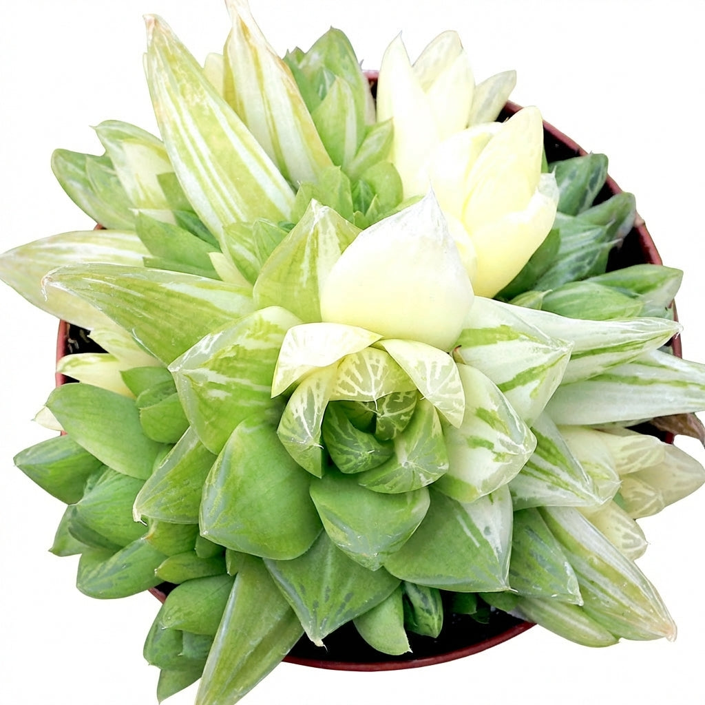 Haworthia cymbiformis f. variegata', green succulents, indoor succulents, succulent care guide, buy succulents online