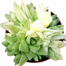 Haworthia cymbiformis f. variegata', green succulents, indoor succulents, succulent care guide, buy succulents online