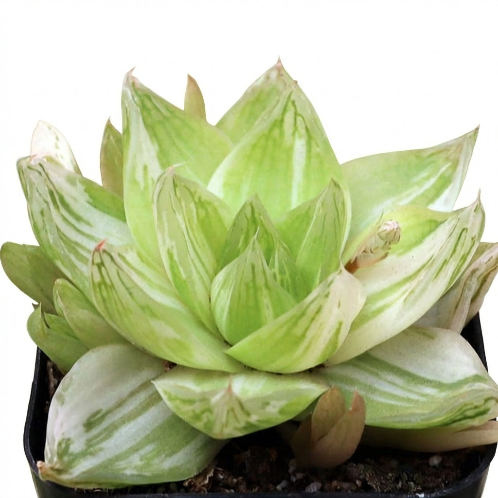 Haworthia cymbiformis f. variegata', green succulents, indoor succulents, succulent care guide, buy succulents online