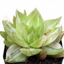 Haworthia cymbiformis f. variegata', green succulents, indoor succulents, succulent care guide, buy succulents online
