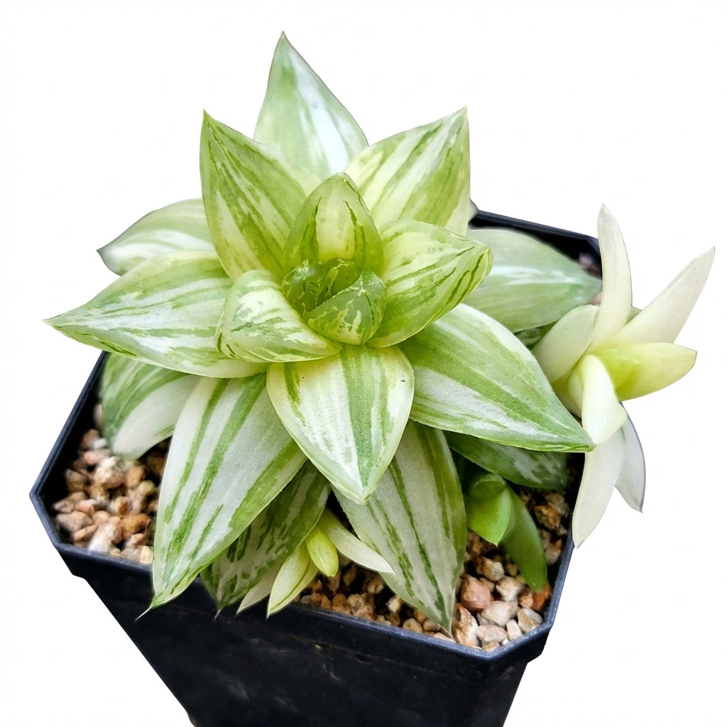 Haworthia cymbiformis f. variegata', green succulents, indoor succulents, succulent care guide, buy succulents online