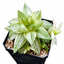 Haworthia cymbiformis f. variegata', green succulents, indoor succulents, succulent care guide, buy succulents online