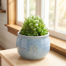 8-pack of 2" live plants for sale. Pick eight favorite plants and enjoy a variety of compact plants in 2" pots. Great for plant collections, gifting, decorating small spaces, and indoor gardening.