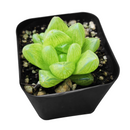 buy haworthia cymbiformis var. transiens live air plant 2 inch online, luminous pale green leaves with intricate white pearl markings creating jewel-like appearance, delicate translucent leaf tips glowing beautifully under bright indirect light conditions, ultra-compact size ideal for shelving collectible plant arrangements and gallery walls, charming white modern pot highlighting plant's architectural form, exceptional meaningful gift for minimalist plant lovers