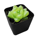 buy haworthia cymbiformis var. transiens live air plant 2 inch online, luminous pale green leaves with intricate white pearl markings creating jewel-like appearance, delicate translucent leaf tips glowing beautifully under bright indirect light conditions, ultra-compact size ideal for shelving collectible plant arrangements and gallery walls, charming white modern pot highlighting plant's architectural form, exceptional meaningful gift for minimalist plant lovers