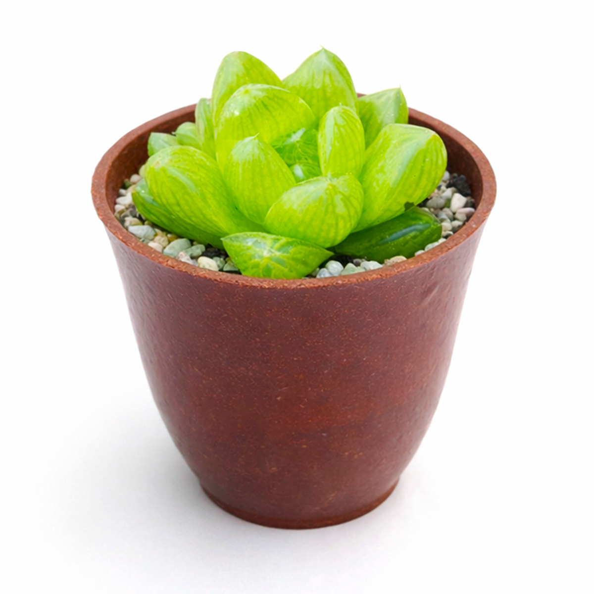 buy haworthia cymbiformis var. transiens live air plant 2 inch online, vibrant lime-green foliage with intricate white pearl-like tubercles covering leaf surfaces, architectural rosette form adding visual structure to any interior space, thrives under fluorescent office lighting and natural bright conditions, perfect minimalist white modern pot styling, special gift for contemporary home gardeners