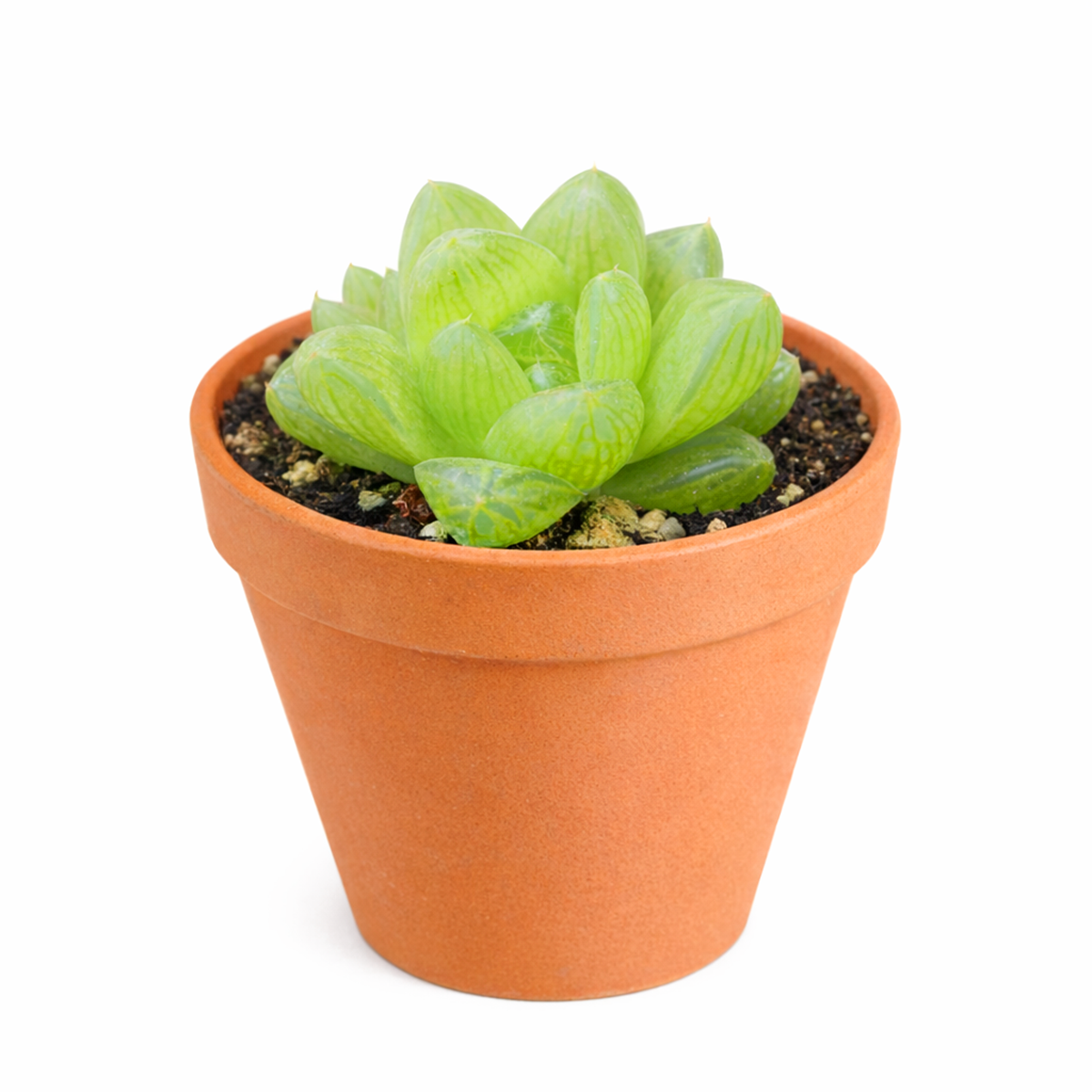 2 inch haworthia cymbiformis var. transiens live air plant for sale, deep green pointed leaves displaying elegant white horizontal banding patterns creating visual complexity, tight compact growth reaching maximum 4 inches in diameter, exceptionally pet-safe plant ideal for homes with curious animals, beautiful bamboo pot presentation for natural aesthetic appeal, distinctive plant gift for mindful plant enthusiasts