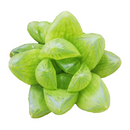 buy haworthia cymbiformis var. transiens live air plant 2 inch online, luminous pale green leaves with intricate white pearl markings creating jewel-like appearance, delicate translucent leaf tips glowing beautifully under bright indirect light conditions, ultra-compact size ideal for shelving collectible plant arrangements and gallery walls, charming white modern pot highlighting plant's architectural form, exceptional meaningful gift for minimalist plant lovers