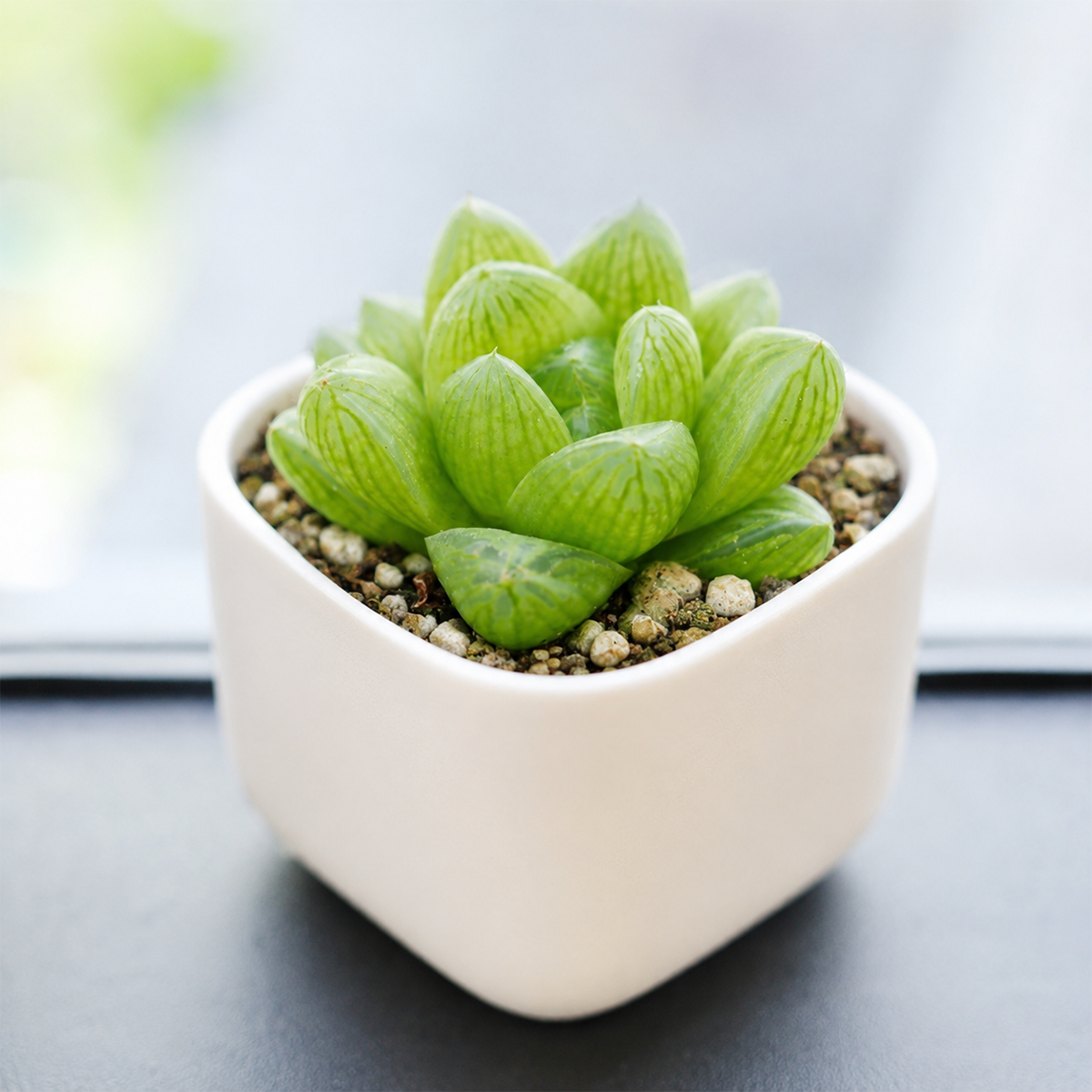 buy haworthia cymbiformis var. transiens live air plant 2 inch online, pale green pointed leaves with subtle white striping pattern, compact upright rosette growth form, thrives in bright indirect light conditions, extremely drought tolerant succulent requiring minimal watering, perfect modern shelf accent, unique plant gift idea