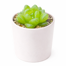 buy haworthia cymbiformis var. transiens live air plant 2 inch online, luminous pale green leaves with intricate white pearl markings creating jewel-like appearance, delicate translucent leaf tips glowing beautifully under bright indirect light conditions, ultra-compact size ideal for shelving collectible plant arrangements and gallery walls, charming white modern pot highlighting plant's architectural form, exceptional meaningful gift for minimalist plant lovers