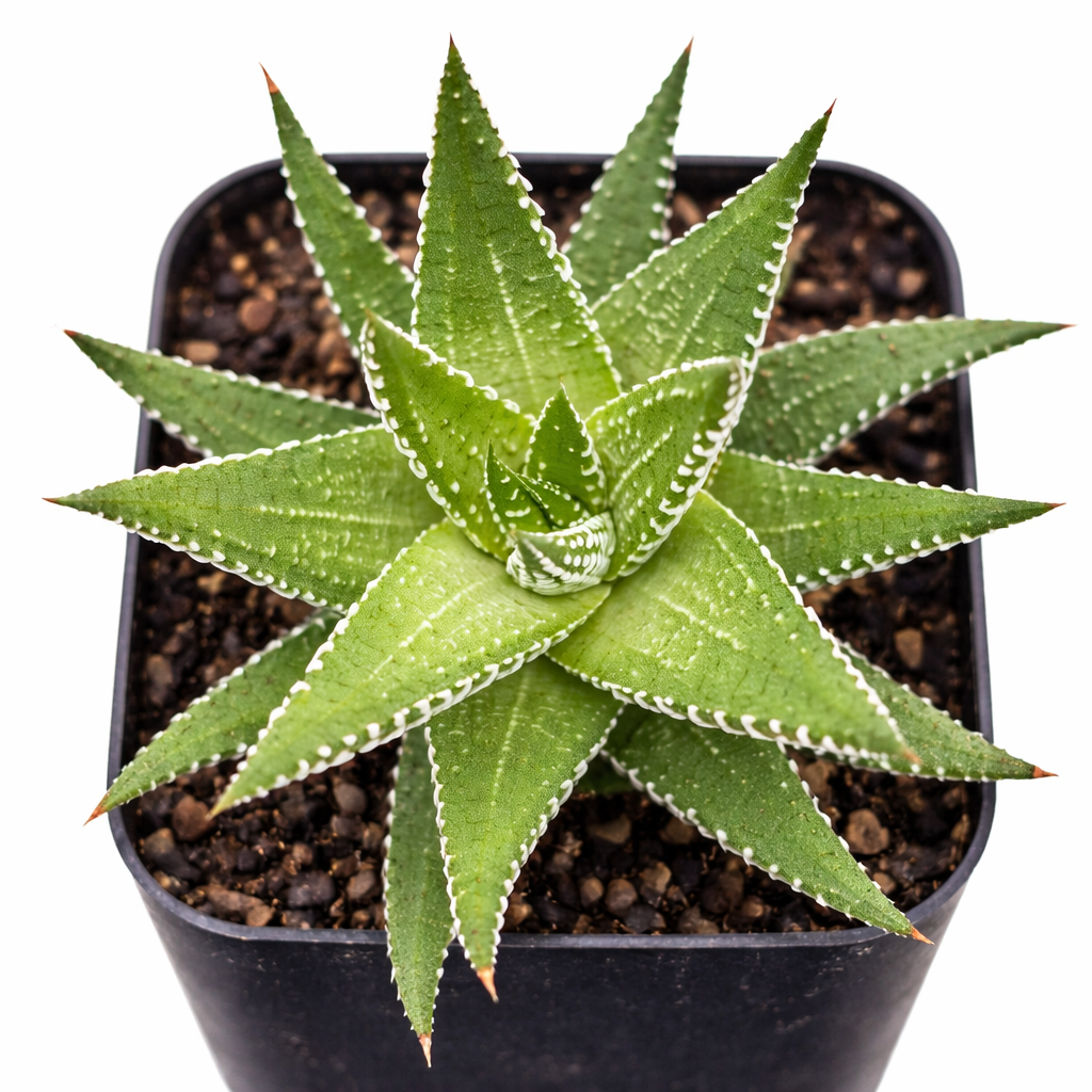 2 inch Haworthia fasciata 'Green', green succulents, indoor succulents, succulent care guide, buy succulents online