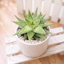 2 inch Haworthia fasciata 'Green', green succulents, indoor succulents, succulent care guide, buy succulents online