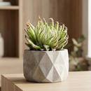 buy haworthia herbacea live succulent 2 inch online, green reticulate rosettes, translucent leaf patterns, compact clustering growth, desktop decor, beginner gift