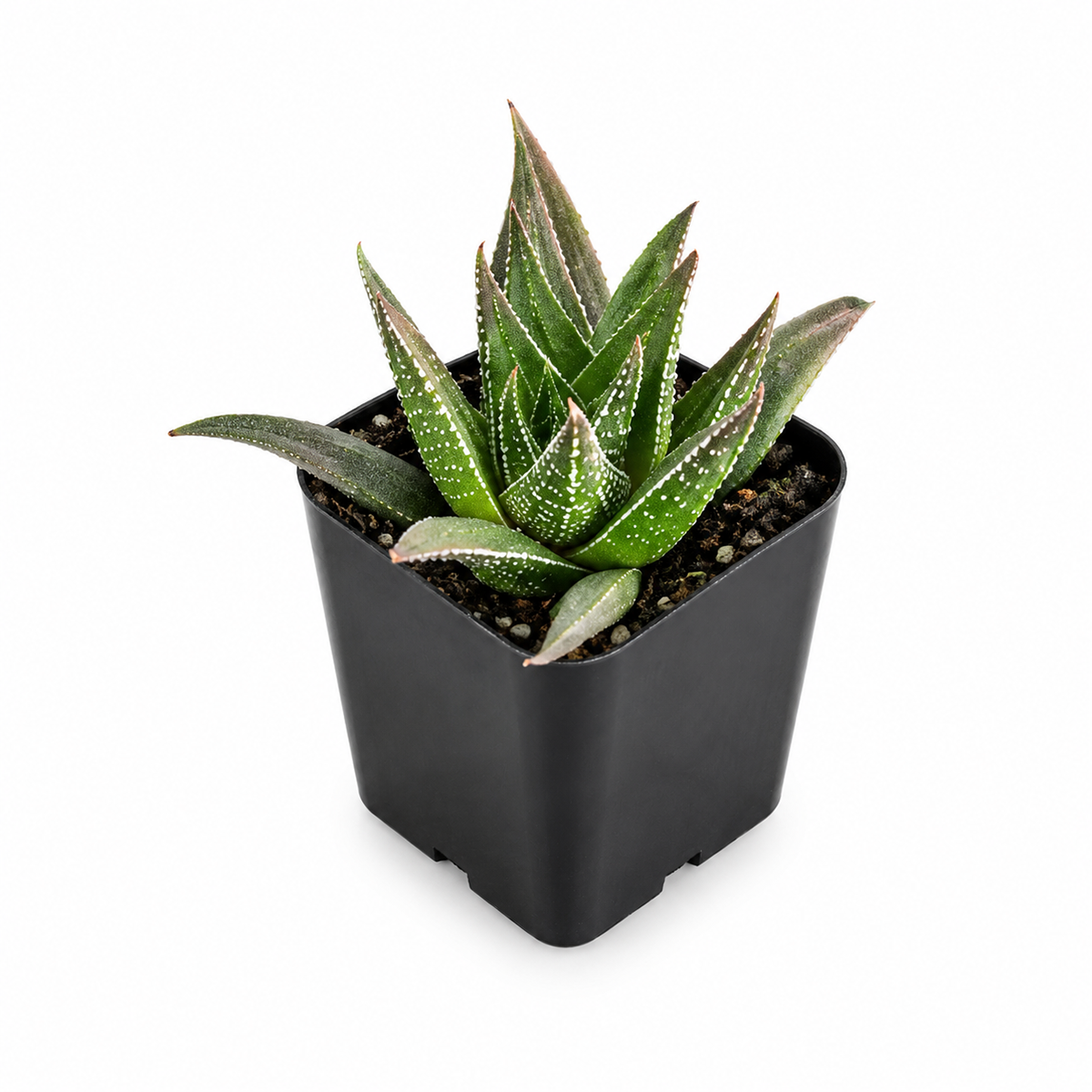 Buy Haworthia herbacea 2 inch online. Haworthia herbacea is a charming succulent with thick green leaves forming a compact rosette. It is easy to care for and requires minimal watering. This small plant is perfect for desks, shelves, and indoor succulent collections.