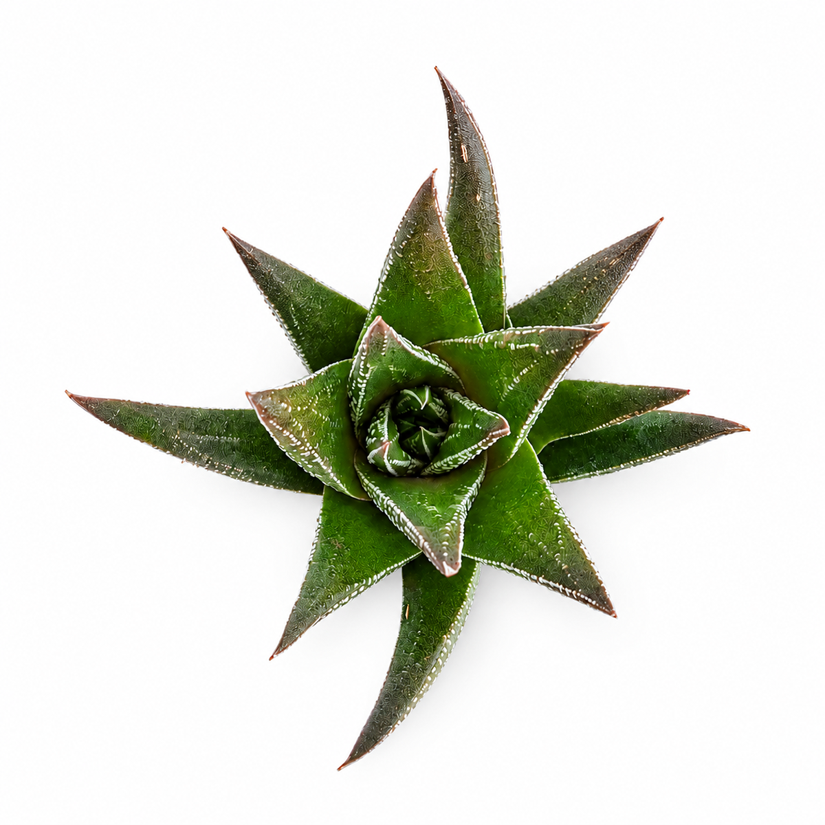 2 inch Haworthia herbacea for sale. Haworthia herbacea is a slow-growing succulent known for its attractive textured foliage. It thrives in bright, indirect light and well-draining soil. This compact plant makes an excellent addition to any indoor plant collection.