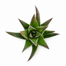 buy haworthia herbacea live succulent 2 inch online, green reticulate rosettes, translucent leaf patterns, compact clustering growth, desktop decor, beginner gift