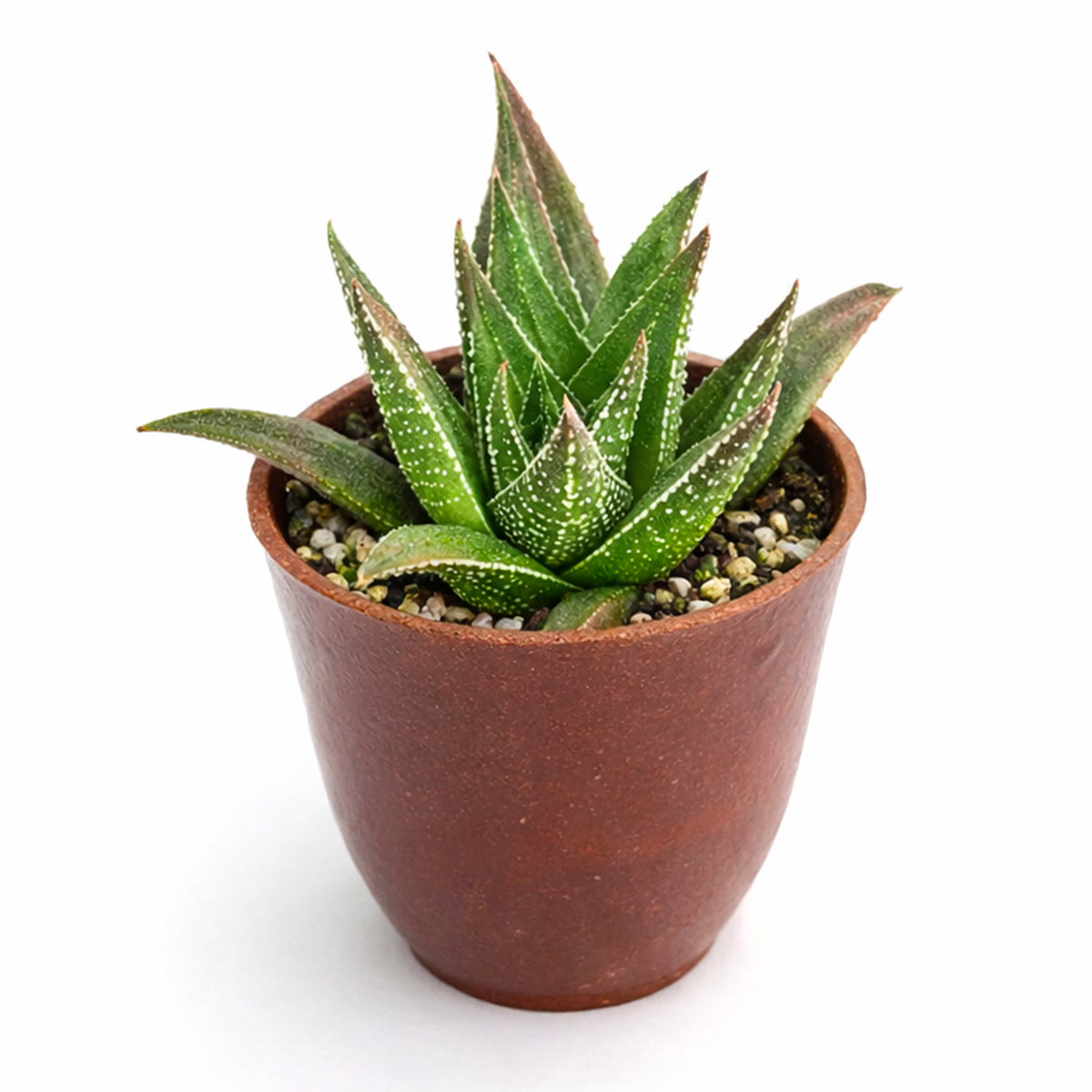 Buy Haworthia herbacea 2 inch online. Haworthia herbacea features fleshy green leaves arranged in a beautiful rosette shape. It is drought-tolerant and ideal for beginners because of its low maintenance needs. This succulent adds natural beauty to homes and office spaces.