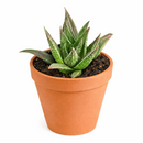 buy haworthia herbacea live succulent 2 inch online, green reticulate rosettes, translucent leaf patterns, compact clustering growth, desktop decor, beginner gift