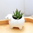 buy haworthia herbacea live succulent 2 inch online, green reticulate rosettes, translucent leaf patterns, compact clustering growth, desktop decor, beginner gift