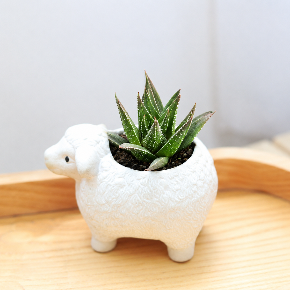 Buy Haworthia herbacea 2 inch online. Haworthia herbacea is a unique succulent with thick leaves that store water for long periods. It grows well indoors with minimal care and well-draining soil. This attractive plant is ideal for modern home and office décor.