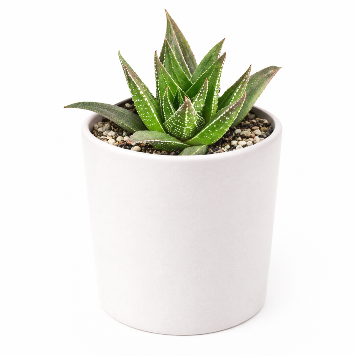 2 inch Haworthia herbacea for sale. Haworthia herbacea is an easy-care succulent with a neat rosette of fleshy green leaves. It enjoys bright, indirect light and infrequent watering to stay healthy. This compact plant is perfect for beginners and experienced plant lovers alike.