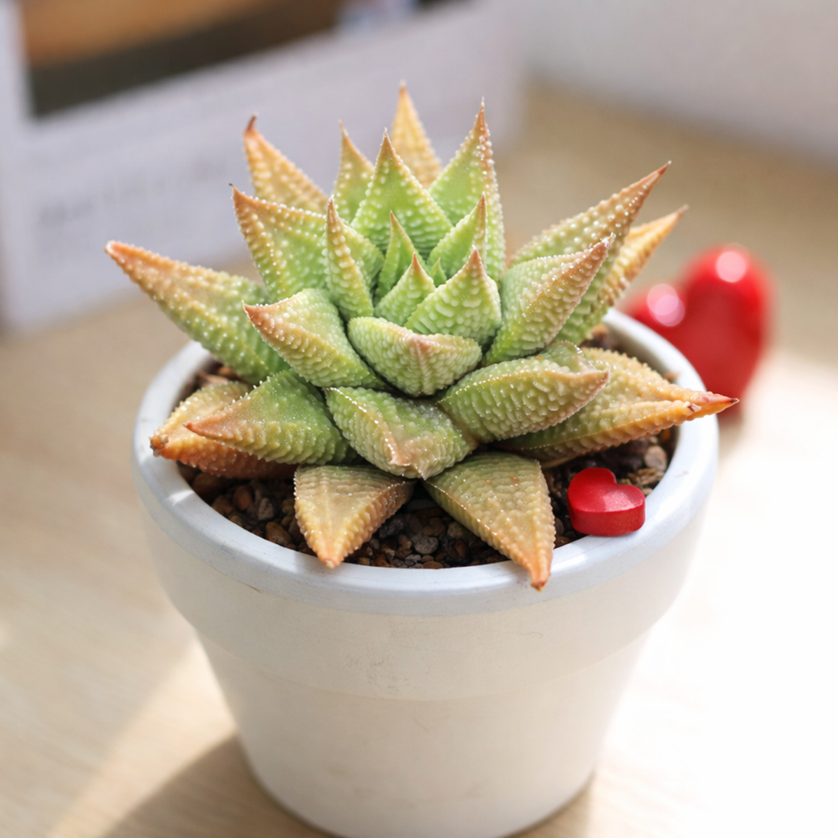 Haworthia Limifolia - Easy Care Succulent