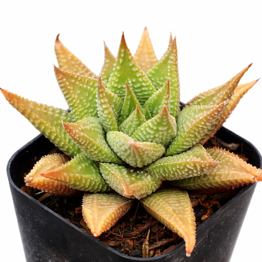 2 inch Haworthia Limifolia , green succulents, indoor succulents, succulent care guide, buy succulents online