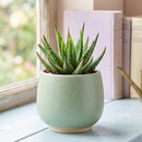 Custom plant pot with personalized image, personalized flower pot with live plant, custom photo plant pot, personalized planter with plant of your choice, custom printed ceramic planter, personalized succulent pot, custom image flower pot gift, custom photo planter for houseplants