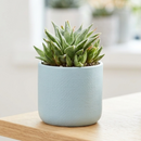 Custom plant pot with personalized image, personalized flower pot with live plant, custom photo plant pot, personalized planter with plant of your choice, custom printed ceramic planter, personalized succulent pot, custom image flower pot gift, custom photo planter for houseplants