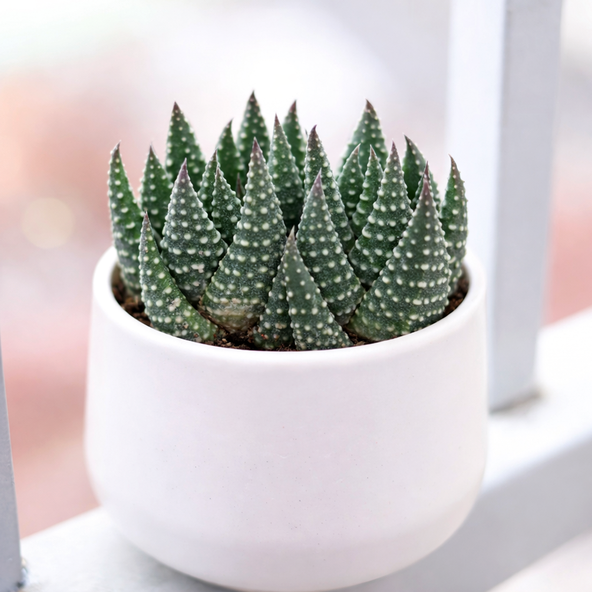 2 inch Haworthia reinwardtii, green succulents, indoor succulents, succulent care guide, buy succulents online