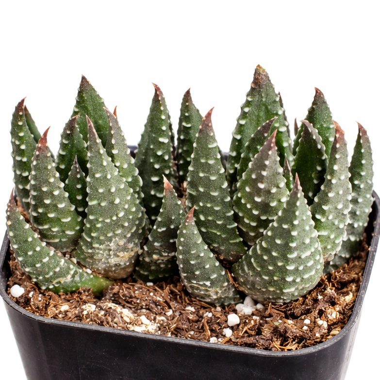 2 inch Haworthia reinwardtii, green succulents, indoor succulents, succulent care guide, buy succulents online