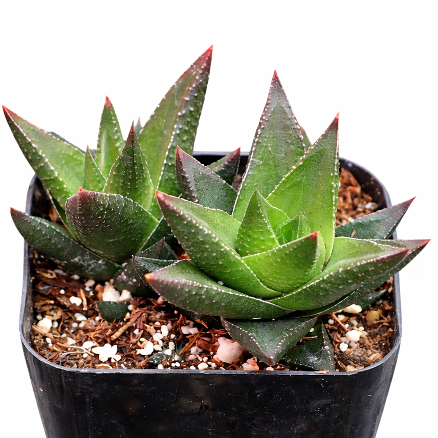 2 inch Haworthia resendeana, green succulents, indoor succulents, succulent care guide, buy succulents online