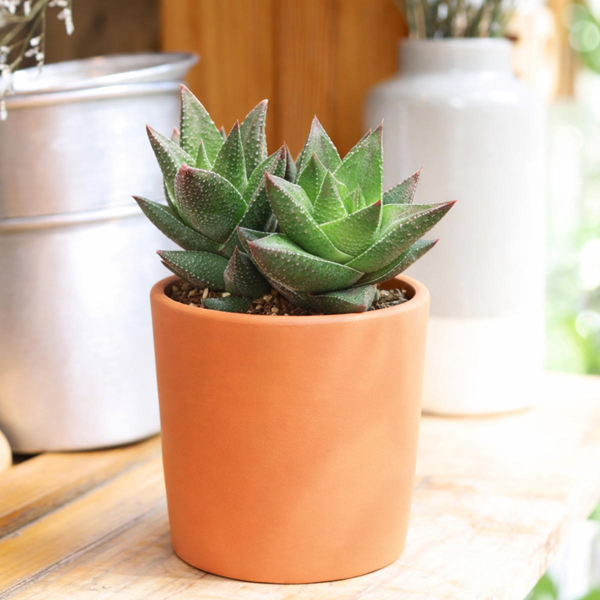 2 inch Haworthia resendeana, green succulents, indoor succulents, succulent care guide, buy succulents online