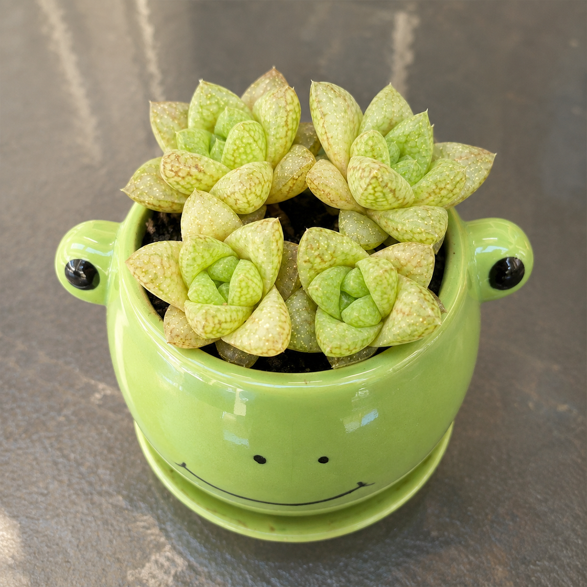 Haworthia reticulata var. hurlingii live plant for sale. This compact succulent forms green rosettes with textured, translucent leaves and fine patterns. Easy to care for, it thrives in bright indirect light, well-draining soil, and occasional watering.