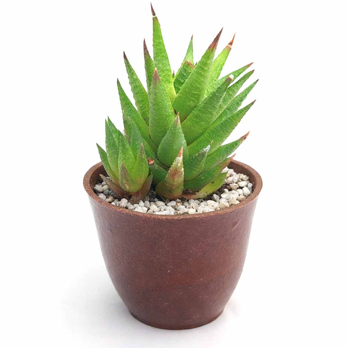 buy haworthia rubrobrunnea  2 inch online rare succulent, unique haworthia rubrobrunnea textured foliage plant, low light indoor succulent for apartment living