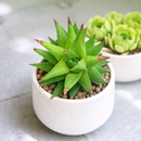 buy haworthia rubrobrunnea  2 inch online rare succulent, unique haworthia rubrobrunnea textured foliage plant, low light indoor succulent for apartment living