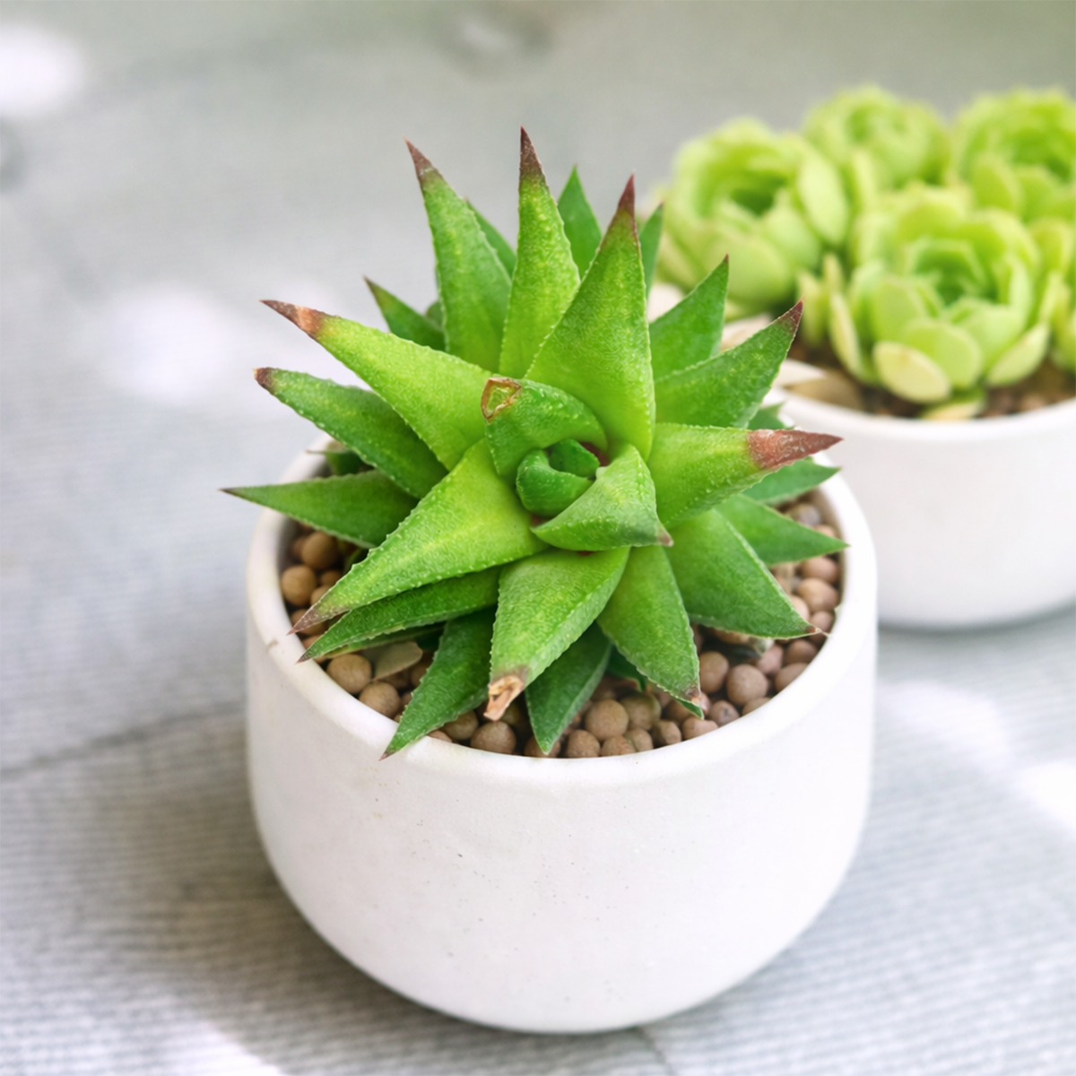 Haworthia rubrobrunnea