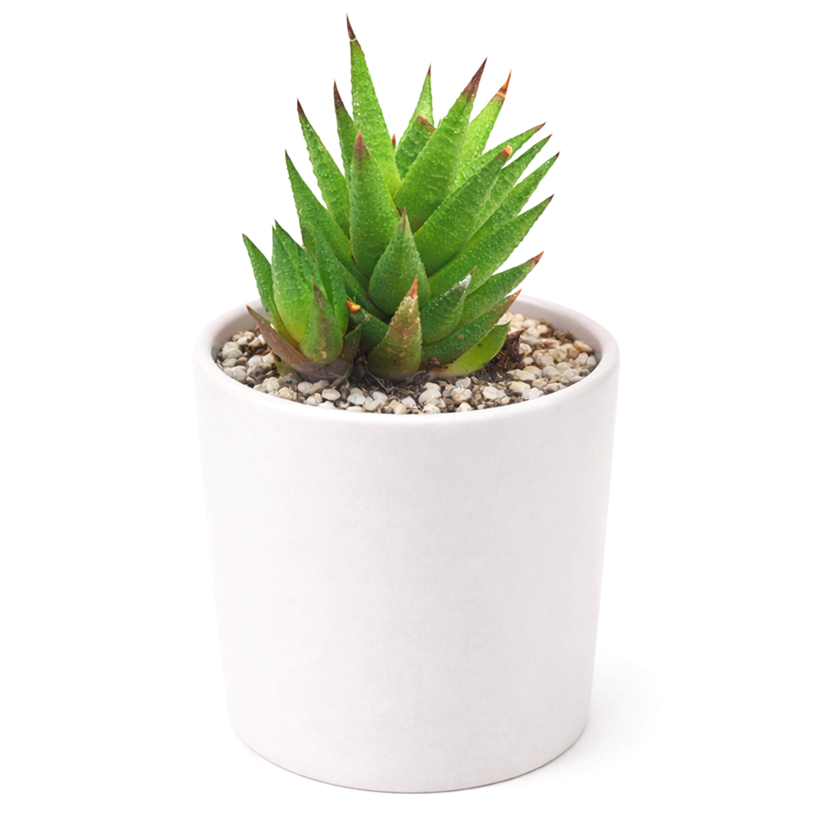 buy 2 inch haworthia rubrobrunnea online rare succulent, low light succulent haworthia rubrobrunnea, unique indoor plant gift haworthia rubrobrunnea